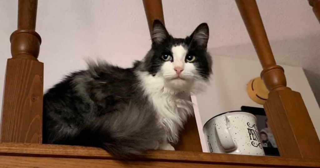 Man Charged After Family's Cat Found Shot To Death With Pellet Gun In ...