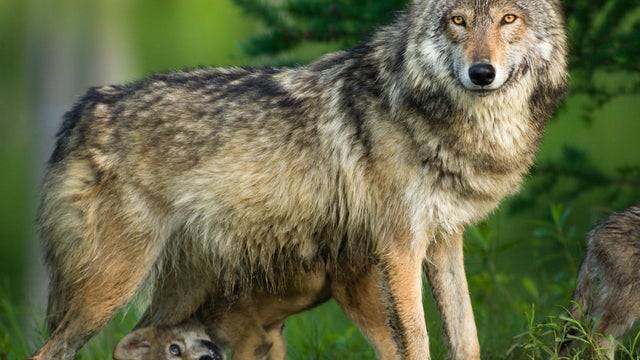Gray wolf in trees with funny pup underneath. 