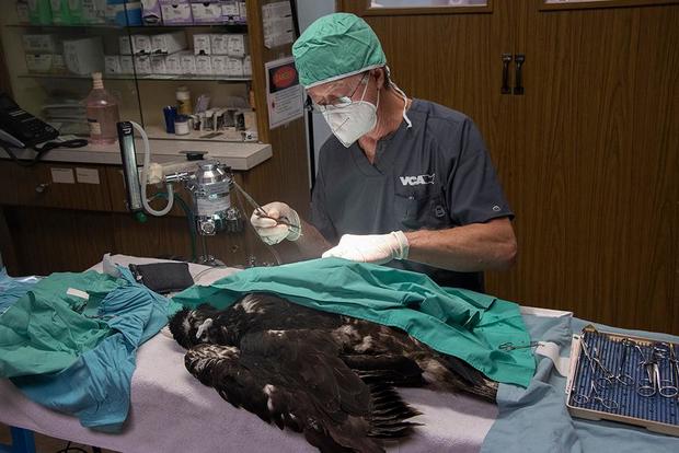 doc with eaglet 