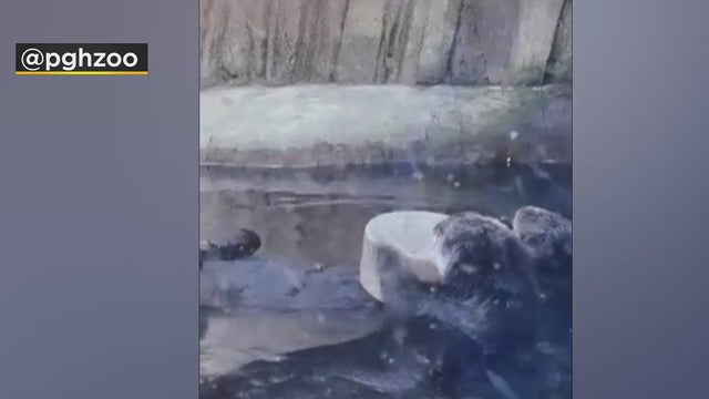 otters-pittsburgh-zoo.jpg 