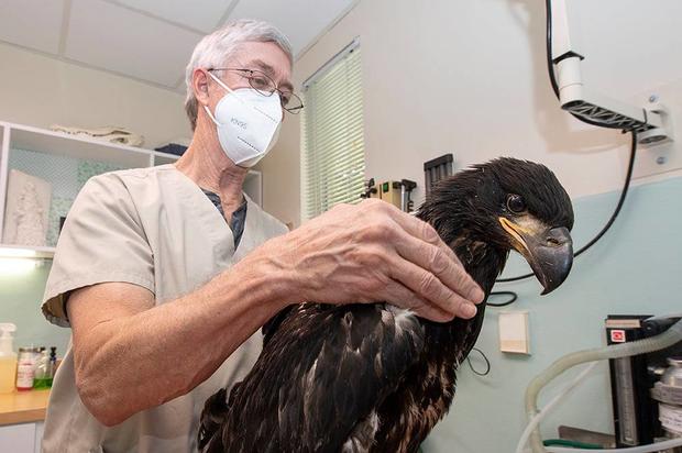 doc-with-eagle-2.jpg 