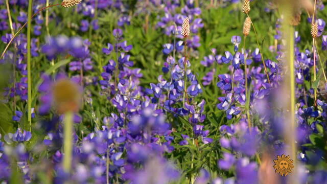wildflowersb3-776630-640x360.jpg 