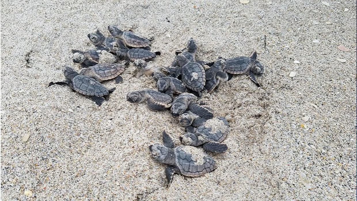 Tiny Sea Turtles Are Hatching On Florida Beaches, Keep Them Safe - CBS ...