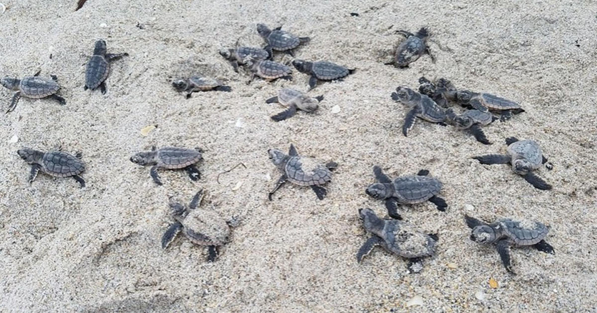 March 1st kicks off sea turtle nesting period