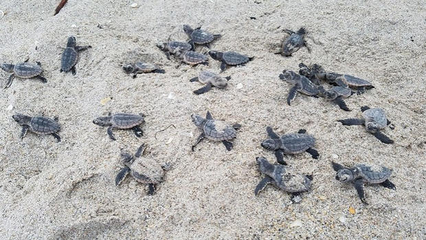 sea turtle hatchlings_1 