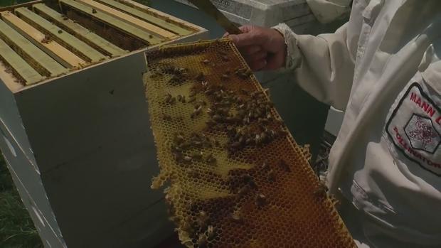 Honey Bees, Bees Generic 