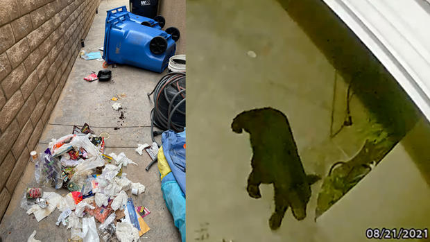 simi bear upends trash 