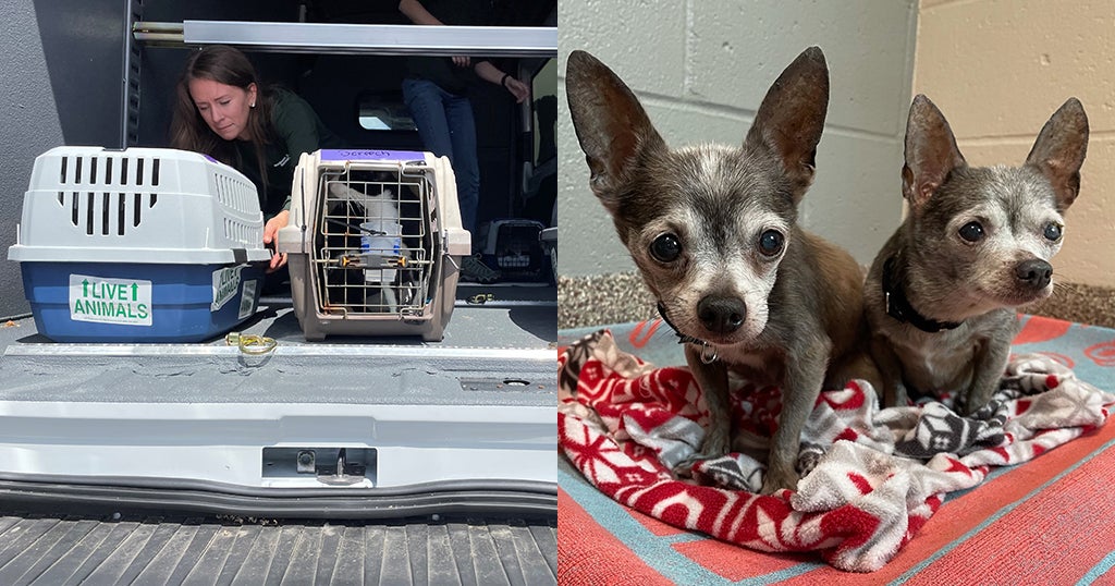 100 Pets Arrive In Massachusetts For Adoption; 'On The Hunt For New And