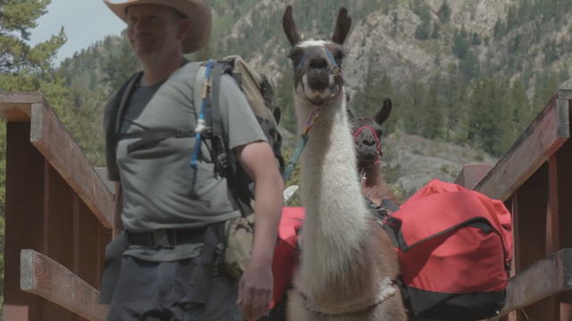 LEADVILLE-TRAIL-100-LLAMAS-5VO.transfer_frame_184.jpeg 