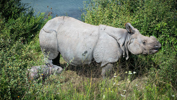 Asian One-Horned Rhino Calf 