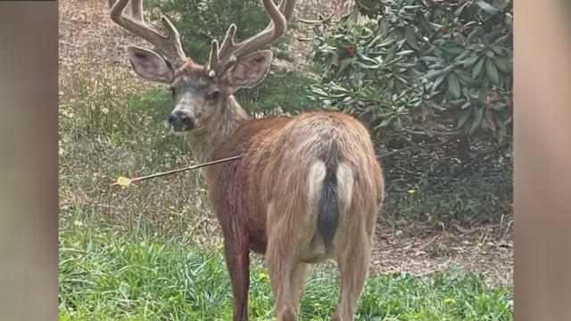 deer-arrow.jpg 