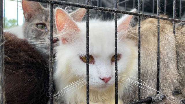 mather greene county cat rescue (1) 