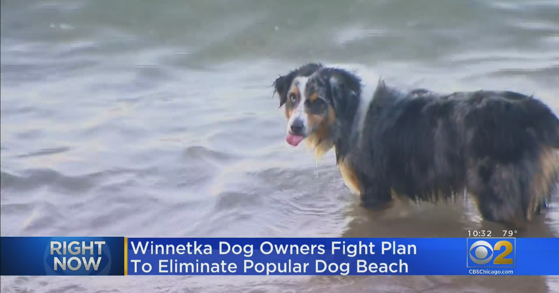 Dog Owners Fight Plan To Eliminate Popular Dog Beach At