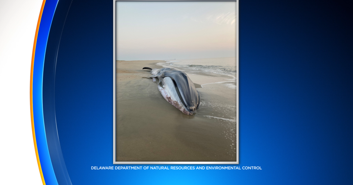 Endangered Fin Whale Beached Along Delaware Coast Dies - CBS Philadelphia