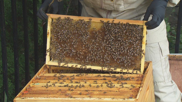 honeybees 