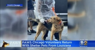 PAWS Rescues Pets From Areas Hit By Hurricane Ida - CBS Chicago