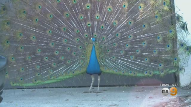 Peacock-1.png 