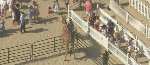 Giraffe Makes Labor Day Appearance At Santa Monica Pier 