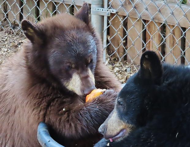 orphaned bear cubs credit CPW 