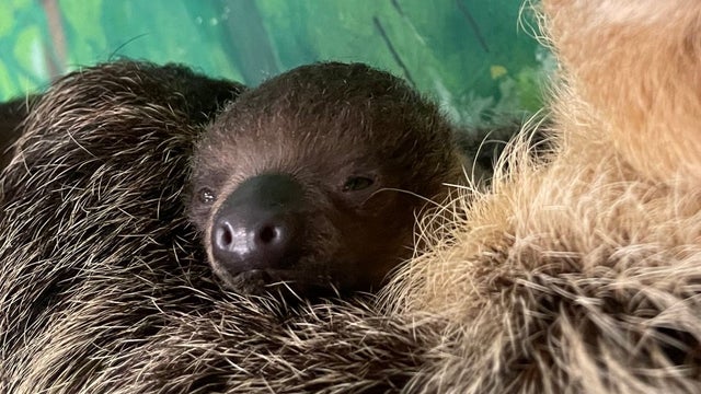 sloth.jpg 