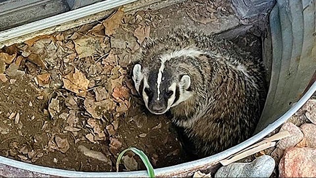 Badger-1.jpg 