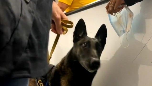 miami-international-airport-covid-detecting-dog.jpg 