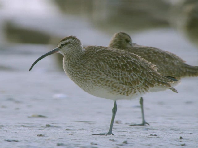 whimbrel-1280.jpg 