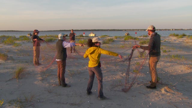 whimbrel-setting-nets.jpg 