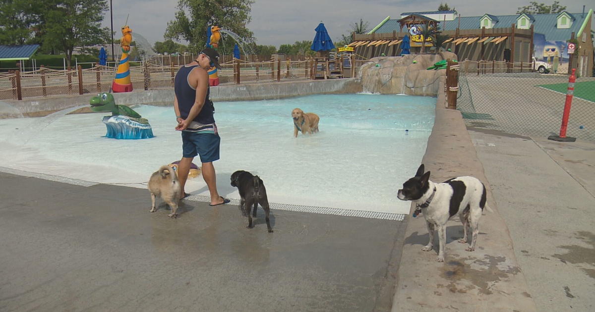 Water World Marks End Of Season With Doggie 'Beach' Day CBS Colorado