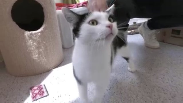 rescuesgettinderprofile.jpg 