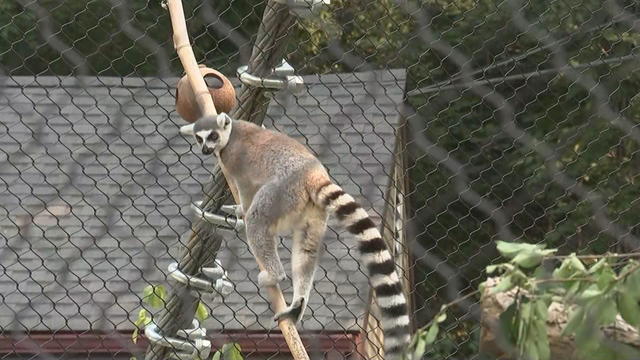 16VO_BRANDYWINE-ZOO-LEMURS.transfer_frame_628.jpg 