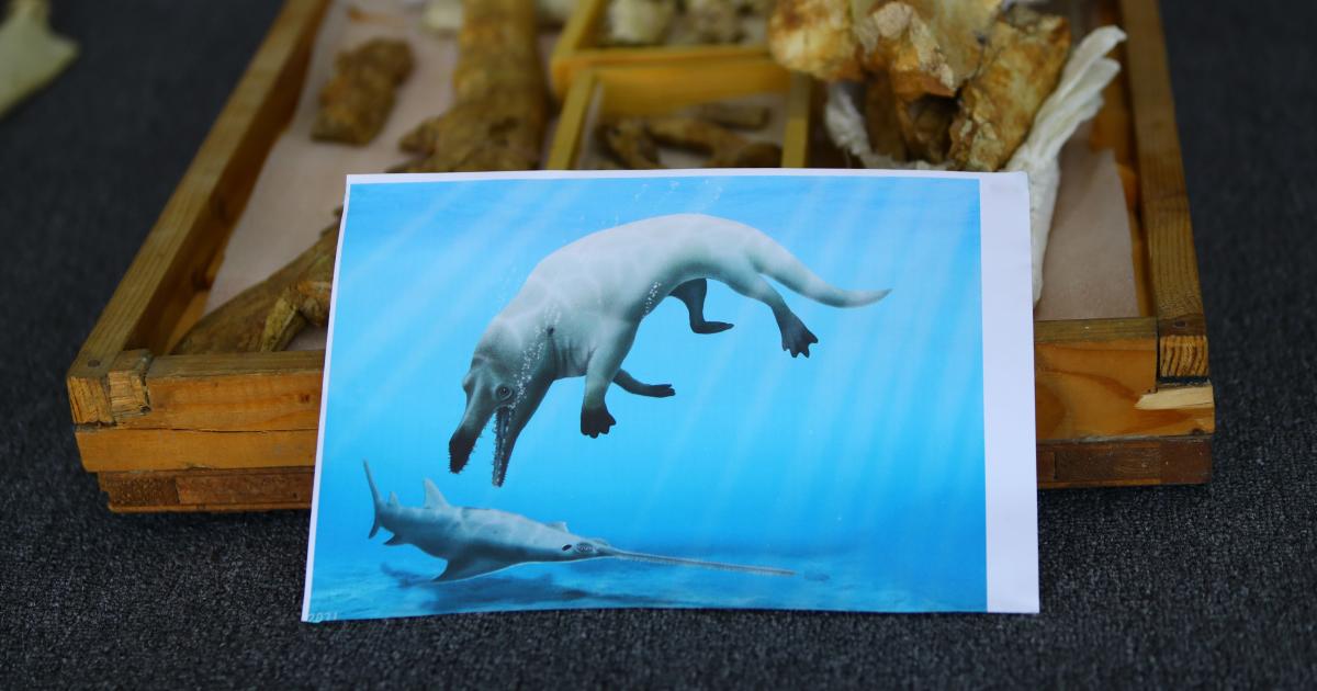 Fossil of prehistoric land-roaming whale species is identified - CBS News