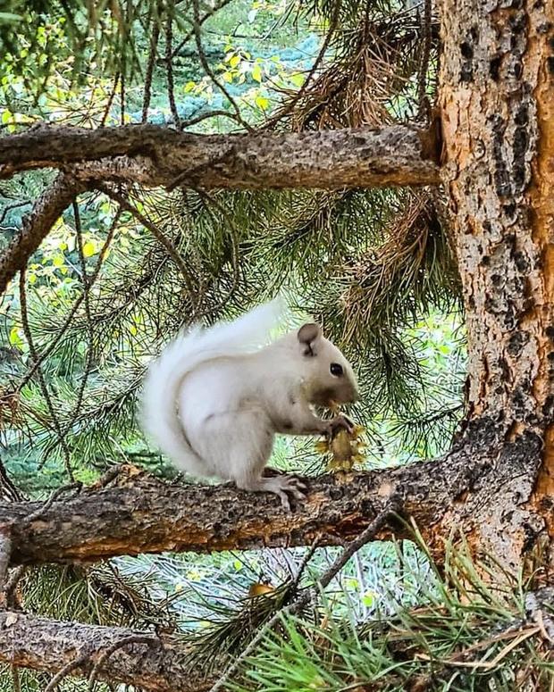 leucistic squirrel (staunton state park cpw) 