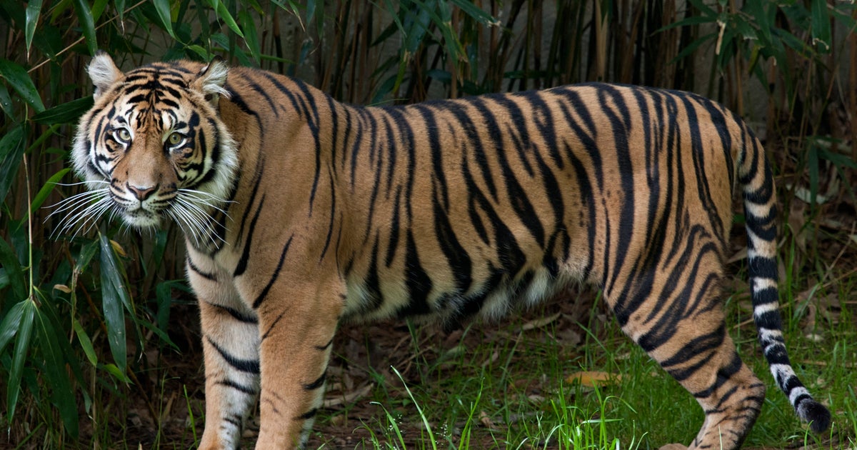 National Zoo Big Cats Test 'Presumptive Positive' For COVID19 CBS