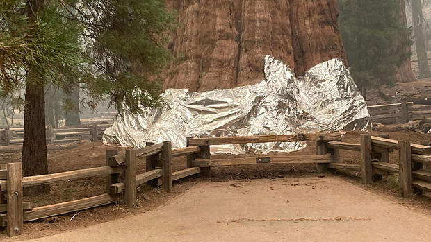 Sequoia Threat: General Sherman Tree Wrapped in Foil 