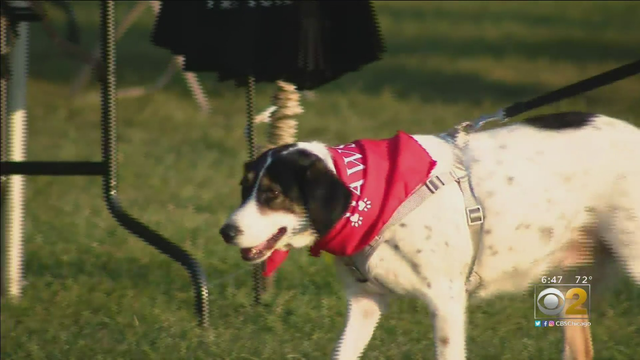 PAWSChicago5K.png 