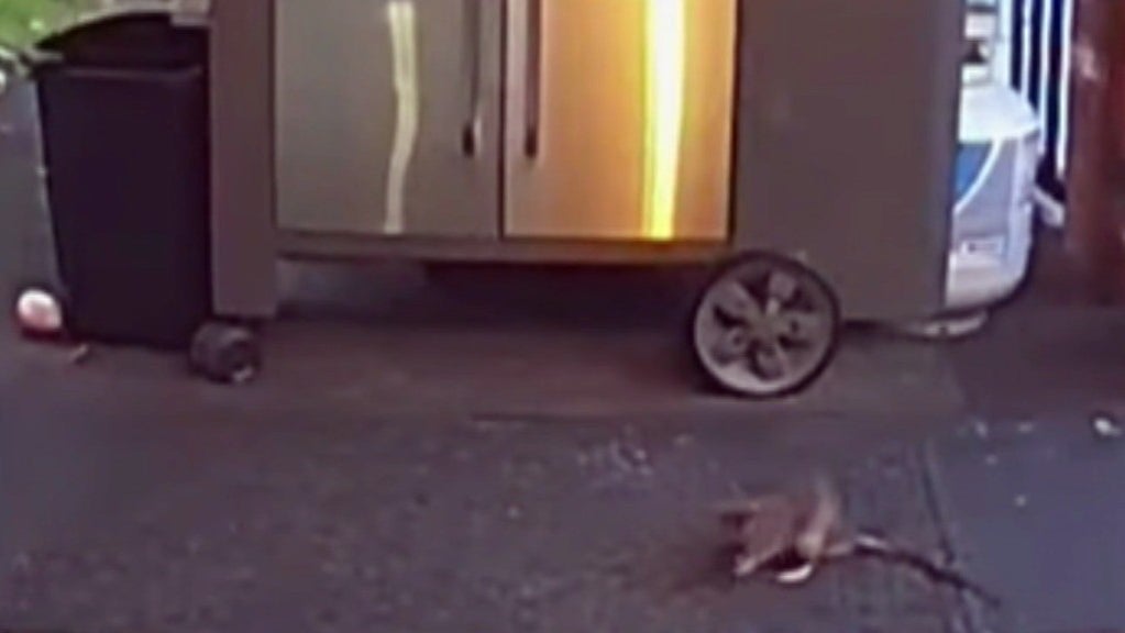 Melrose Residents Plead For City To Take Action On Rat Infestation CBS Boston