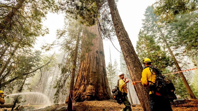 sequoia_knp_complex_fire_AP21263842859458.jpg 