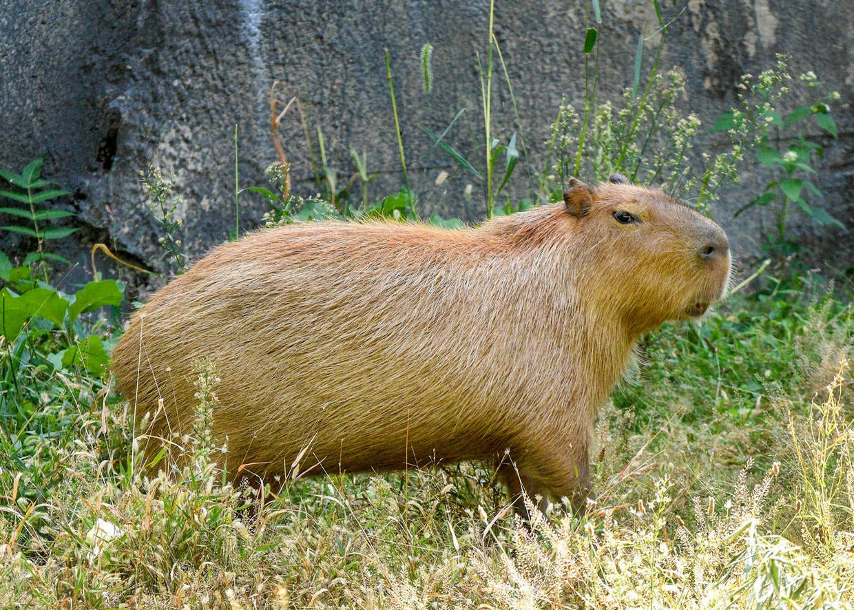 The Capybaras Have Arrived At Brookfield Zoo - CBS Chicago