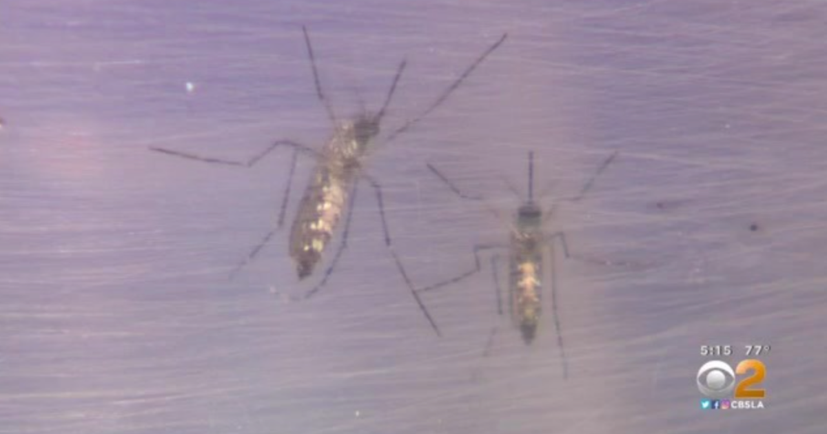 Ankle Biter Mosquito Population On The Rise In Orange County