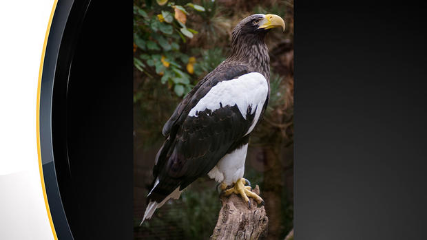 Steller's Sea Eagle national aviary 
