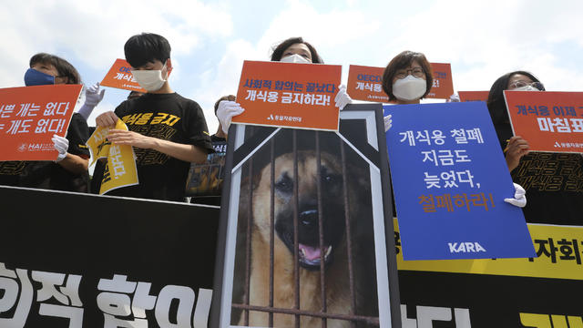 South Korea Dog Meat Day 