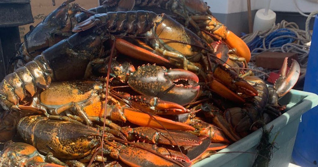 Lobster coming off menus after Seafood Watch redlists it over fishing