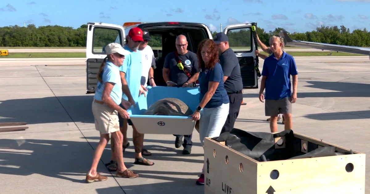 Turtles Do Fly! Rescue Group Flies Sea Turtle From Florida Keys To ...