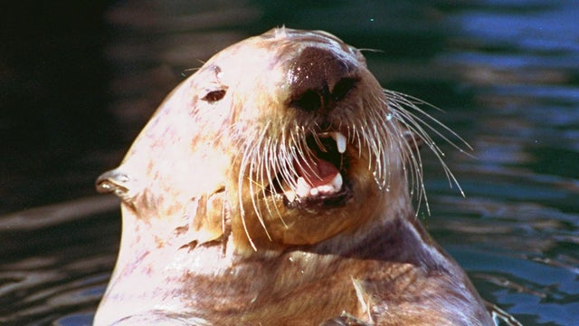 Exxon Valdez 25th Anniversary 