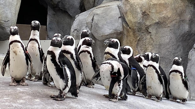 african penguins 