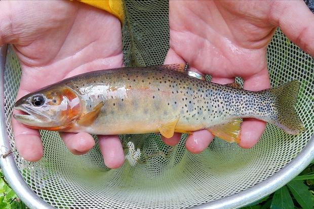 rescued trout Colorado Parks and Wildlife 