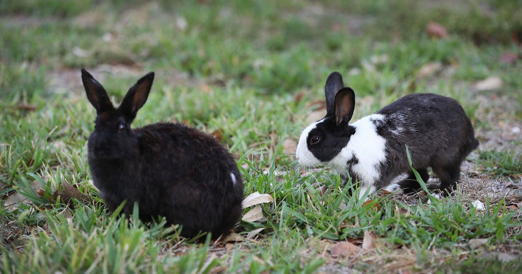 Vaccine Authorized After Highly-Contagious Rabbit Disease Detected In ...