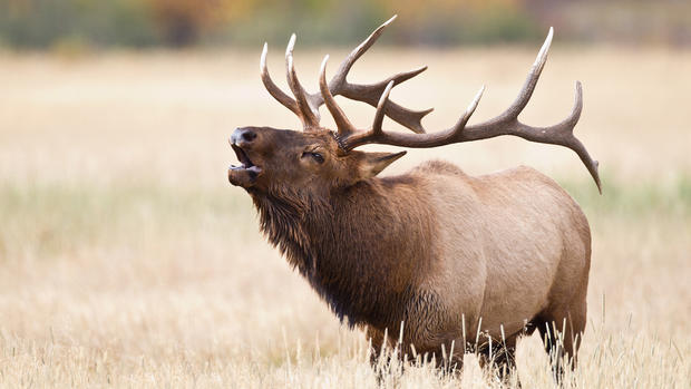 Elk bugling 