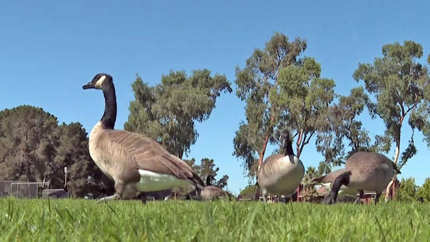 Foster-City-Canada-geese.jpg 